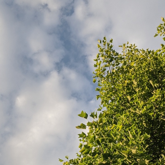 Meet your Posher, Jasmine - Picture 1 of 1